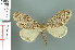  (Lymantria sublunata - RMNH.INS.14253)  @14 [ ] Unspecified (default): All Rights Reserved  Unspecified Unspecified