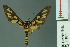  ( - RMNH.INS.11974)  @13 [ ] Unspecified (default): All Rights Reserved  Unspecified Unspecified