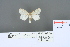  (Dura pseudalba - RMNH.INS.13468)  @12 [ ] Unspecified (default): All Rights Reserved  Unspecified Unspecified