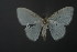  (Teldenia specca - RMNH.INS.13768)  @13 [ ] Unspecified (default): All Rights Reserved  Unspecified Unspecified