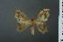  ( - RMNH.INS.13769)  @13 [ ] Unspecified (default): All Rights Reserved  Unspecified Unspecified