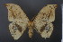  (Canucha - RMNH.INS.13772)  @13 [ ] Unspecified (default): All Rights Reserved  Unspecified Unspecified