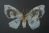  (Leucoblepsis - RMNH.INS.13775)  @14 [ ] Unspecified (default): All Rights Reserved  Unspecified Unspecified
