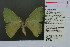  ( - RMNH.INS.13853)  @13 [ ] Unspecified (default): All Rights Reserved  Unspecified Unspecified