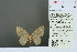  (Eois plumbacea - RMNH.INS.13934)  @13 [ ] Unspecified (default): All Rights Reserved  Unspecified Unspecified
