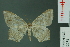  ( - RMNH.INS.13978)  @11 [ ] Unspecified (default): All Rights Reserved  Unspecified Unspecified