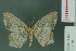  ( - RMNH.INS.13978)  @11 [ ] Unspecified (default): All Rights Reserved  Unspecified Unspecified