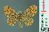 (Pomasia reticulata - RMNH.INS.14114)  @14 [ ] Unspecified (default): All Rights Reserved  Unspecified Unspecified
