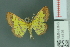  ( - RMNH.INS.14126)  @13 [ ] Unspecified (default): All Rights Reserved  Unspecified Unspecified
