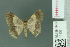  ( - RMNH.INS.14137)  @13 [ ] Unspecified (default): All Rights Reserved  Unspecified Unspecified