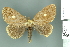  (Nygmia guttulata - RMNH.INS.14164)  @14 [ ] Unspecified (default): All Rights Reserved  Unspecified Unspecified