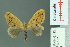  ( - RMNH.INS.14187)  @14 [ ] Unspecified (default): All Rights Reserved  Unspecified Unspecified