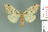  ( - RMNH.INS.14191)  @14 [ ] Unspecified (default): All Rights Reserved  Unspecified Unspecified