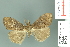  ( - RMNH.INS.14202)  @12 [ ] Unspecified (default): All Rights Reserved  Unspecified Unspecified