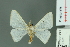  (Arctornis corrugata - RMNH.INS.14226)  @13 [ ] Unspecified (default): All Rights Reserved  Unspecified Unspecified