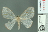  (Arctornis egerina - RMNH.INS.14231)  @13 [ ] Unspecified (default): All Rights Reserved  Unspecified Unspecified