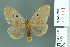  (Nygmia atrisignata - RMNH.INS.14254)  @14 [ ] Unspecified (default): All Rights Reserved  Unspecified Unspecified