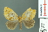  (Nygmia postgrisea - RMNH.INS.14256)  @14 [ ] Unspecified (default): All Rights Reserved  Unspecified Unspecified