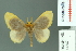  (Toxoproctis cosmia - RMNH.INS.14267)  @14 [ ] Unspecified (default): All Rights Reserved  Unspecified Unspecified
