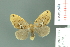  (Arna perplexa - RMNH.INS.14279)  @13 [ ] Unspecified (default): All Rights Reserved  Unspecified Unspecified