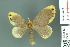  (Toxoproctis - RMNH.INS.14281)  @14 [ ] Unspecified (default): All Rights Reserved  Unspecified Unspecified
