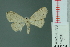  (Scopula pithogona - RMNH.INS.14290)  @13 [ ] Unspecified (default): All Rights Reserved  Unspecified Unspecified