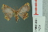  ( - RMNH.INS.14292)  @11 [ ] Unspecified (default): All Rights Reserved  Unspecified Unspecified