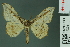  ( - RMNH.INS.14296)  @14 [ ] Unspecified (default): All Rights Reserved  Unspecified Unspecified