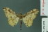  ( - RMNH.INS.14313)  @14 [ ] Unspecified (default): All Rights Reserved  Unspecified Unspecified