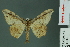  ( - RMNH.INS.14352)  @14 [ ] Unspecified (default): All Rights Reserved  Unspecified Unspecified