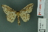  ( - RMNH.INS.14352)  @13 [ ] Unspecified (default): All Rights Reserved  Unspecified Unspecified