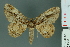  ( - RMNH.INS.14361)  @14 [ ] Unspecified (default): All Rights Reserved  Unspecified Unspecified