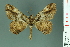  ( - RMNH.INS.14362)  @13 [ ] Unspecified (default): All Rights Reserved  Unspecified Unspecified