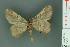  ( - RMNH.INS.14362)  @13 [ ] Unspecified (default): All Rights Reserved  Unspecified Unspecified