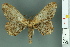  ( - RMNH.INS.14390)  @11 [ ] Unspecified (default): All Rights Reserved  Unspecified Unspecified