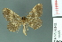  ( - RMNH.INS.14465)  @13 [ ] Unspecified (default): All Rights Reserved  Unspecified Unspecified