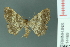  ( - RMNH.INS.14469)  @13 [ ] Unspecified (default): All Rights Reserved  Unspecified Unspecified