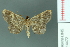  ( - RMNH.INS.14472)  @13 [ ] Unspecified (default): All Rights Reserved  Unspecified Unspecified
