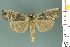  ( - RMNH.INS.14488)  @13 [ ] Unspecified (default): All Rights Reserved  Unspecified Unspecified