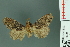  ( - RMNH.INS.14500)  @12 [ ] Unspecified (default): All Rights Reserved  Unspecified Unspecified