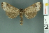  (Phalera banksi - RMNH.INS.14507)  @14 [ ] Unspecified (default): All Rights Reserved  Unspecified Unspecified