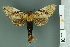  ( - RMNH.INS.14509)  @14 [ ] Unspecified (default): All Rights Reserved  Unspecified Unspecified