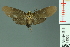  ( - RMNH.INS.14558)  @13 [ ] Unspecified (default): All Rights Reserved  Unspecified Unspecified