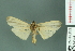  ( - RMNH.INS.14574)  @13 [ ] Unspecified (default): All Rights Reserved  Unspecified Unspecified
