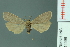  ( - RMNH.INS.14596)  @14 [ ] Unspecified (default): All Rights Reserved  Unspecified Unspecified