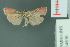  ( - RMNH.INS.14616)  @13 [ ] Unspecified (default): All Rights Reserved  Unspecified Unspecified