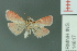  ( - RMNH.INS.14617)  @13 [ ] Unspecified (default): All Rights Reserved  Unspecified Unspecified