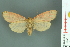  ( - RMNH.INS.14665)  @13 [ ] Unspecified (default): All Rights Reserved  Unspecified Unspecified