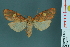  (Barsine roseororatus - RMNH.INS.14676)  @14 [ ] Unspecified (default): All Rights Reserved  Unspecified Unspecified