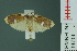  ( - RMNH.INS.14714)  @13 [ ] Unspecified (default): All Rights Reserved  Unspecified Unspecified